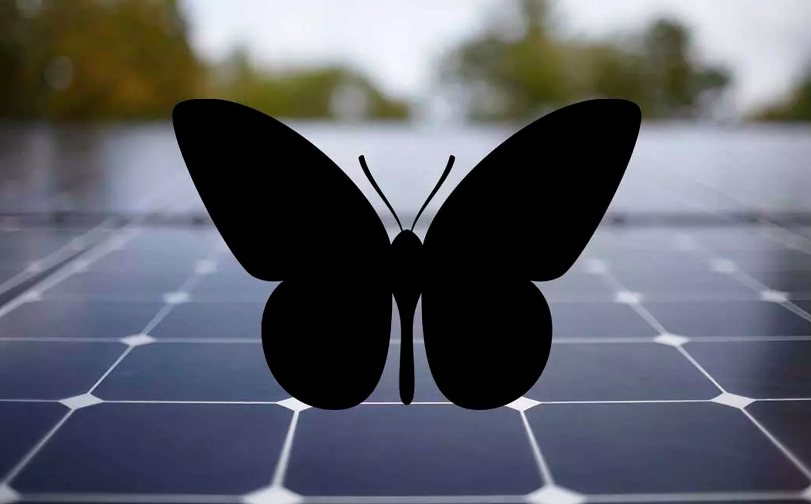 Crean nuevos paneles solares inspirados en mariposas